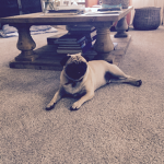 Pugs Hangout Group