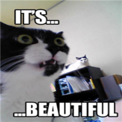 Funny cat Roblox decal