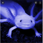 United axolotl and doge