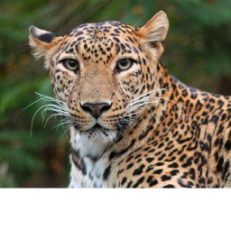 Leopard Habitat DISCO