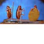 THE R0ACH ARMY