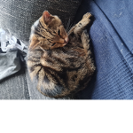 Gang katzen