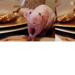 rat racing gaem