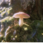 ~*Tiny mushroomS*~