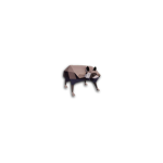 sieras pigs