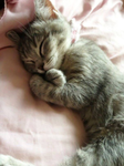 Petal paws [WC;UE.]