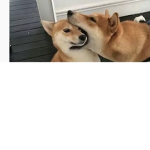 Doggo Group by Ally