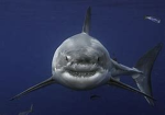 shark clubbing