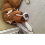 bob piggy enzo