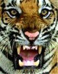 wild cats