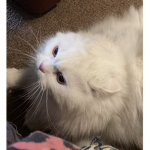 The kittyariakitty squad :D