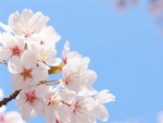 My Blooming Blossoms