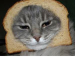 Kittys Can Dance!!!