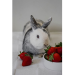 bffs strawberry cake
