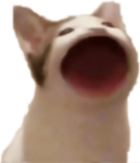 Pop cat is cute and fat and cute