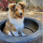 Cookie the puppy