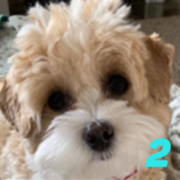 Run with daisy 2  New update