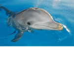 dolphin mates
