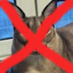 Floppa Hater Club