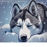 {~}EVERGREEN'S SLED DOGS{~}
