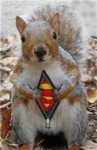 SUPER SQUIRREL CLUB