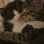 Solace's Kittens