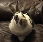 LYSINGTON'S BUNNIEZ!!!