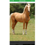 OfficialHorsezPlayYT fan group!