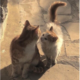 ✵➳✵