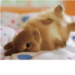 Lazy Rabbit Army