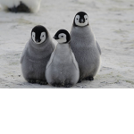 Peppermint Penguin Fans Group