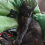 silly cat theory