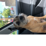 Team Dog Justin