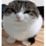 Funny-Cat Productions