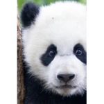 The panda club officialllllllllllllllllllllllll