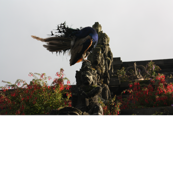 Pairi Daiza My Official Pictures