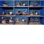 I am bird