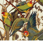 The Carolina Parrot