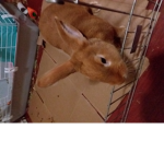 Bunny Club!!!!!!!!!!