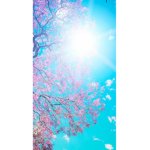 Cherry_Blossom Gang! By Koalacorn629 and Friends