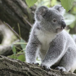 Koala Palace!