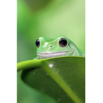 Hoppy frogs