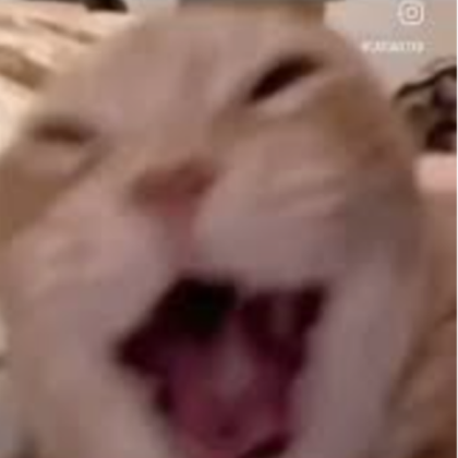Cat laughing very happily Roblox decal