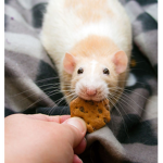 🐁 🐀❤️Rat's ❤️🐀🐁
