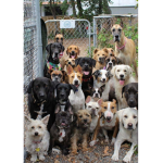 Doggo Clan
