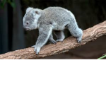 Koala Fashion Designs!