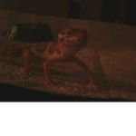 The Aminal Nation