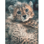 CHEETAH SQAUD