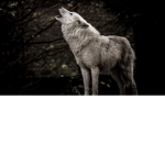 DarkWolf_358