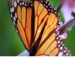Butterfly’s united